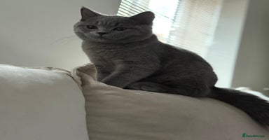 British Shorthair cats - Advert 6