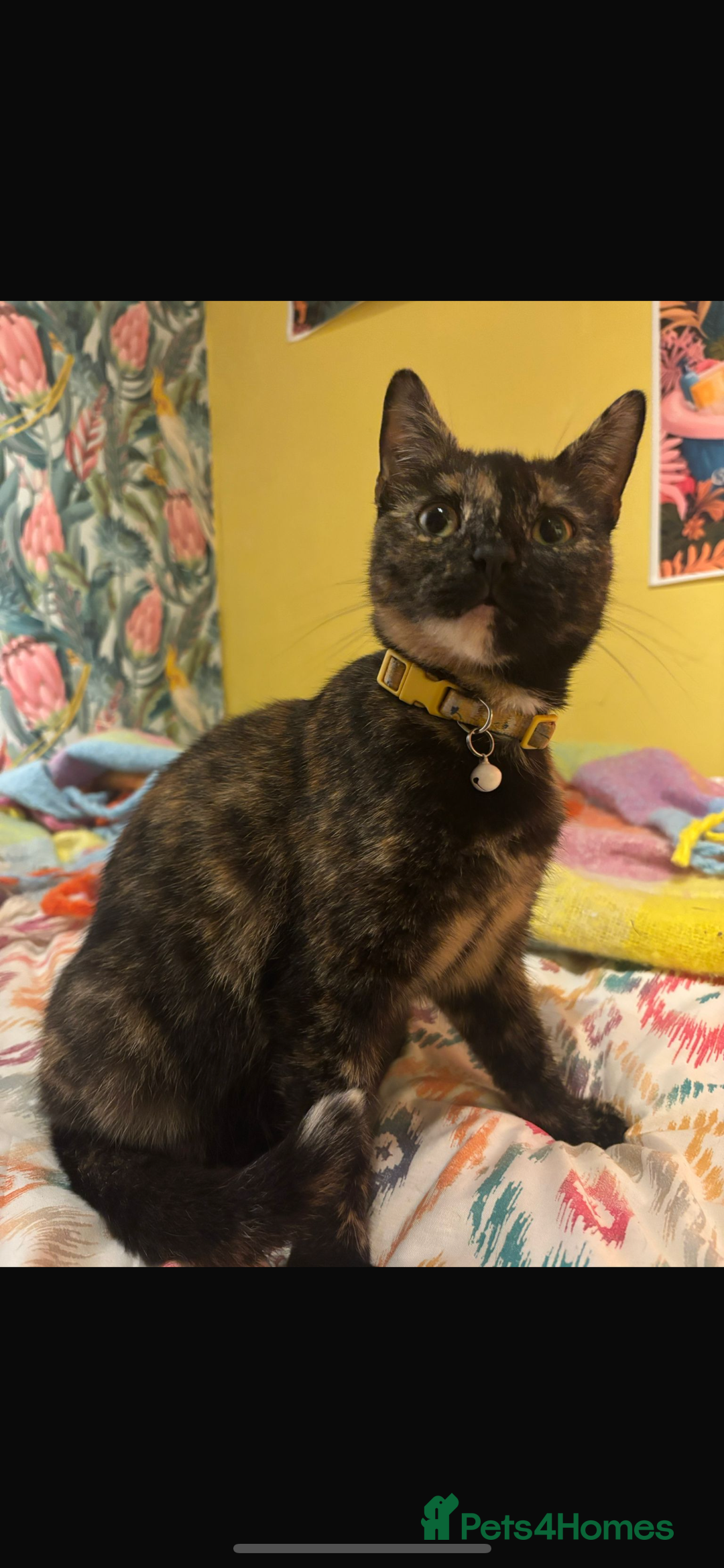 Mixed Breed cats for sale: Hazel,  ** ! - Advert 6