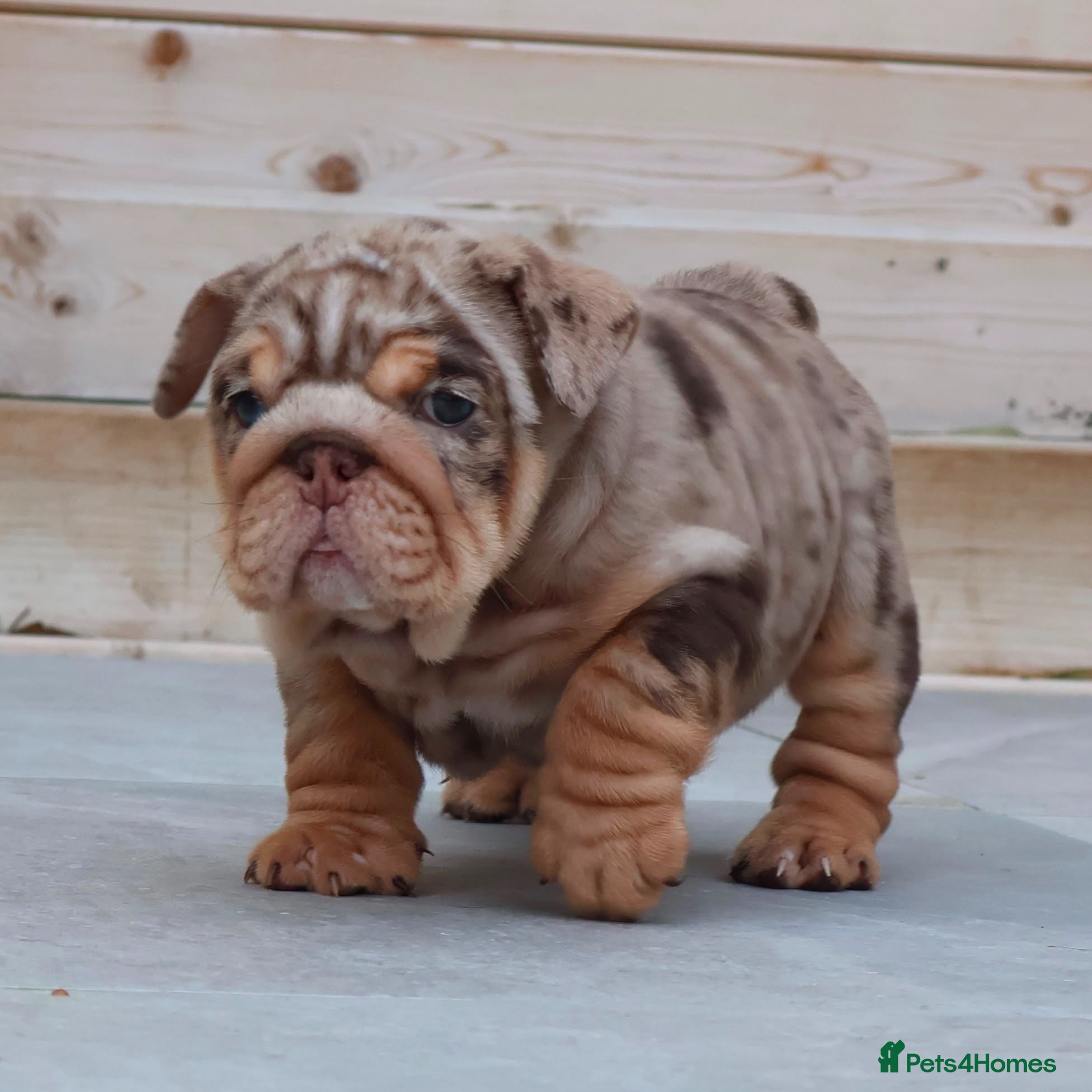 English Bulldog dogs Last girl left and reasy to leave  - Advert 1