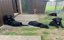 Mixed Breed dogs for sale: Collie Setter puppies - Image 6