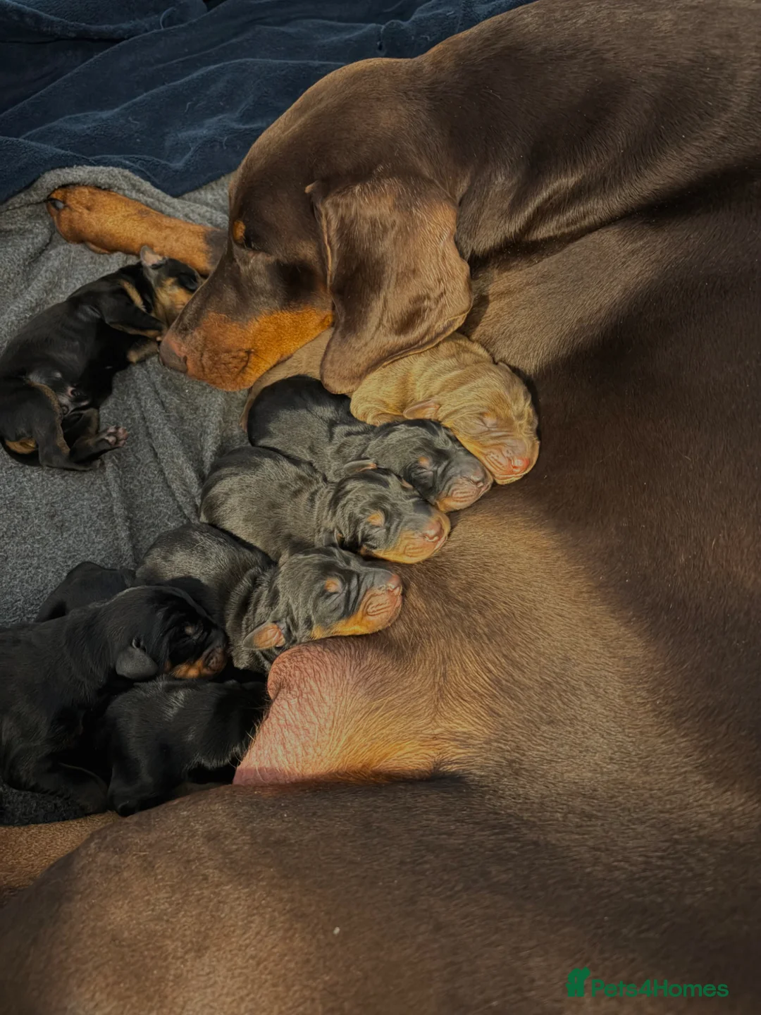 Dobermann dogs for sale: KC Registered Doberman Puppies | Health Tested 🐾 - Advert 1