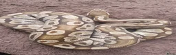 Python Snake reptiles for sale: Royal Python (Ball Python) - Advert 7