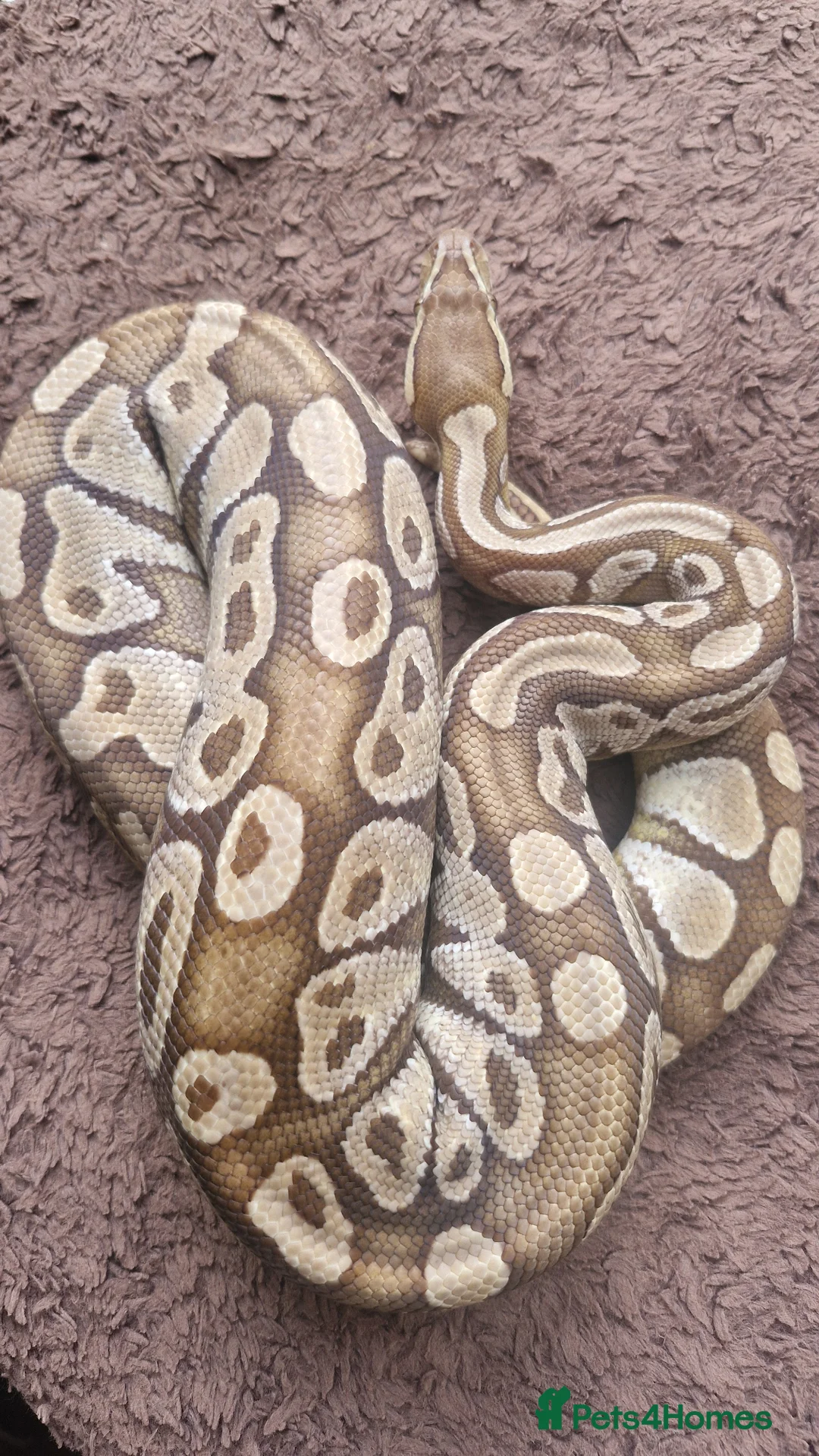 Python Snake reptiles for sale: Royal Python (Ball Python) - Advert 7