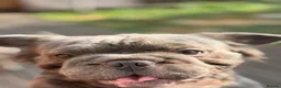 French Bulldog dogs for sale: FLUFFY FRENCHIE 8 MONTHS - Advert 3