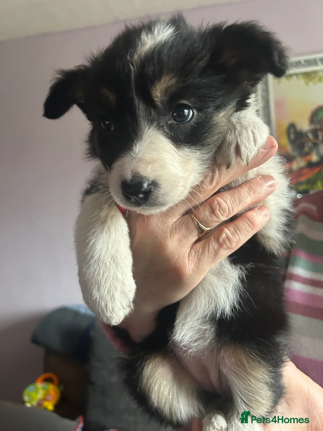 Border Collie dogs for sale: 6 beautiful collie pups. - Advert 2