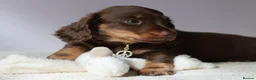 Miniature Dachshund dogs for sale: 5*Licensed Holistic +Kc reg+Pra Clear+Vet Checked - Advert 22