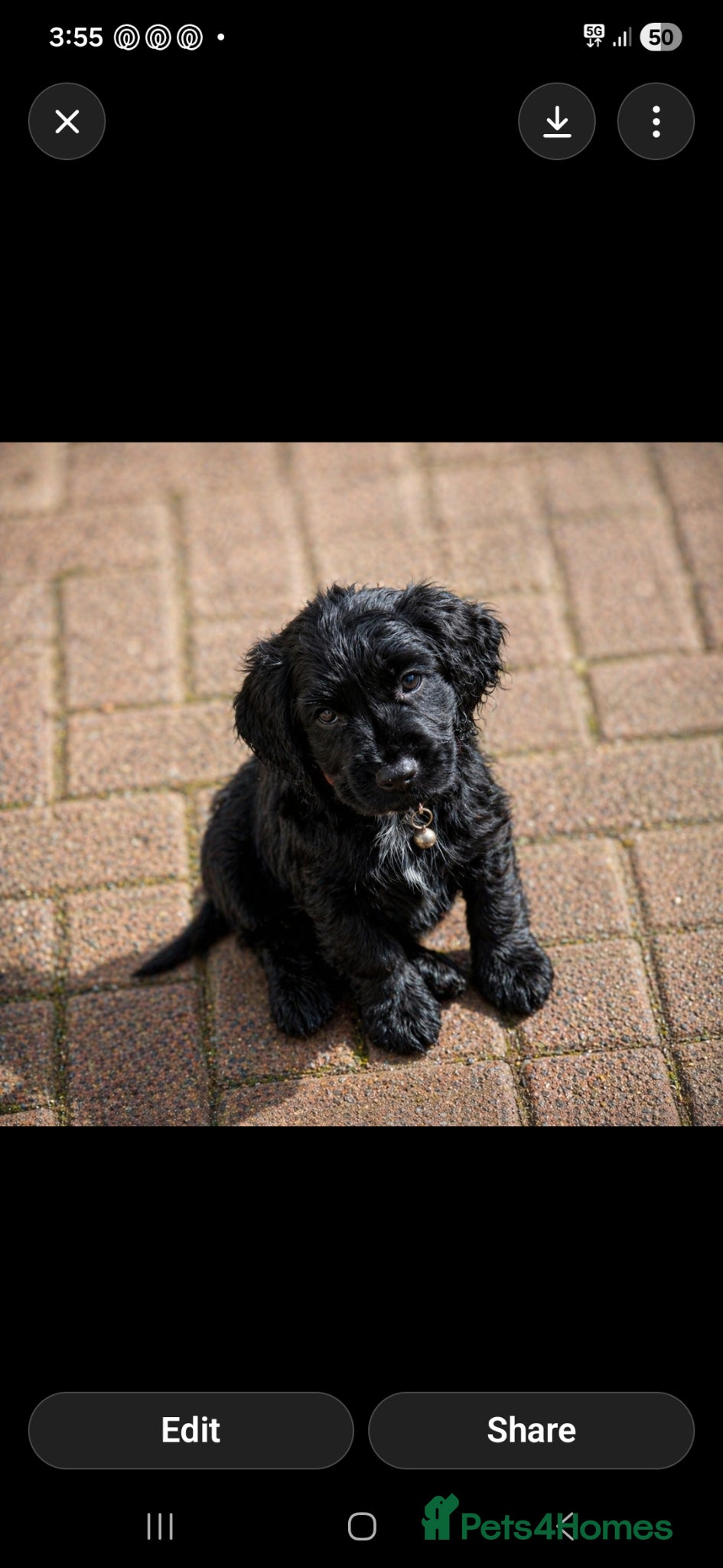 Cocker Spaniel dogs Working cocker pups  - Advert 1