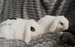 Mini Lop rabbits for sale: BEAUTIFUL MINI LOP BABIES READY NOW  - Image 4