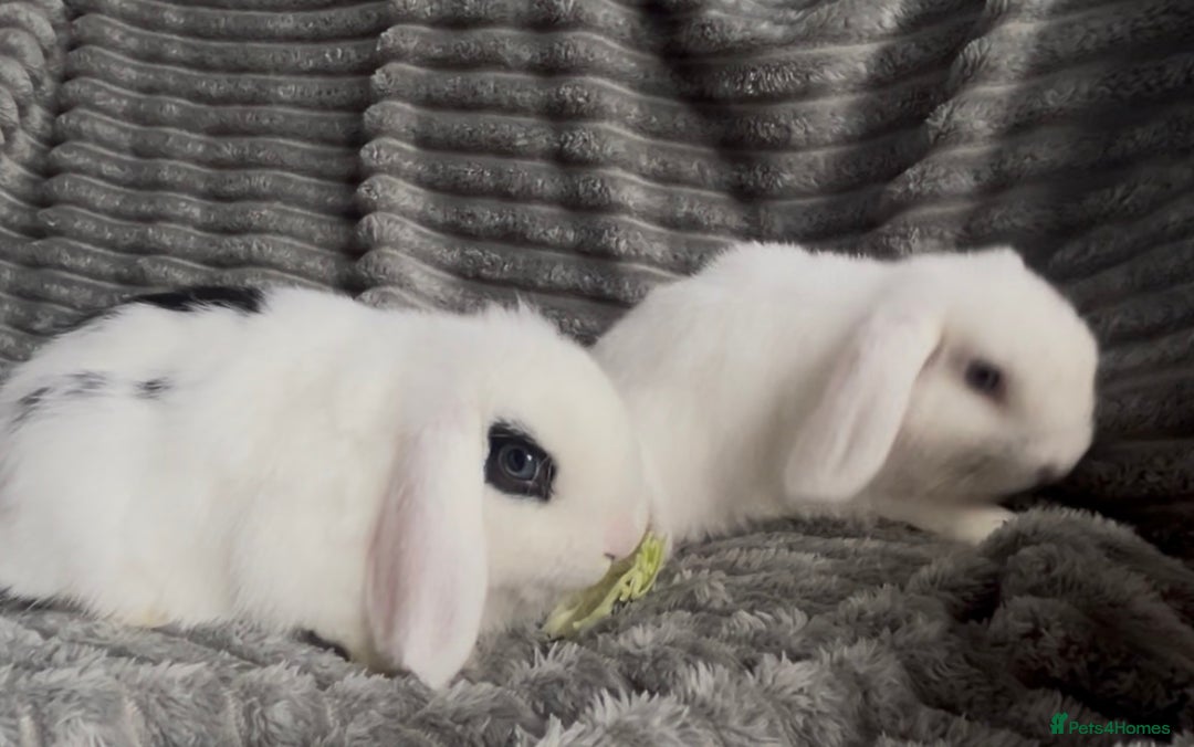Mini Lop rabbits for sale: BEAUTIFUL MINI LOP BABIES READY NOW  - Image 4