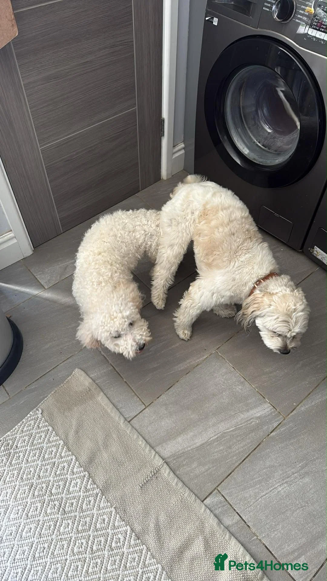 Cavachon dogs for sale: Cavachon  - Advert 2