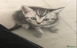 Scottish Fold cats for sale: STUNNING KITTENS FOR SALE! - Image 15