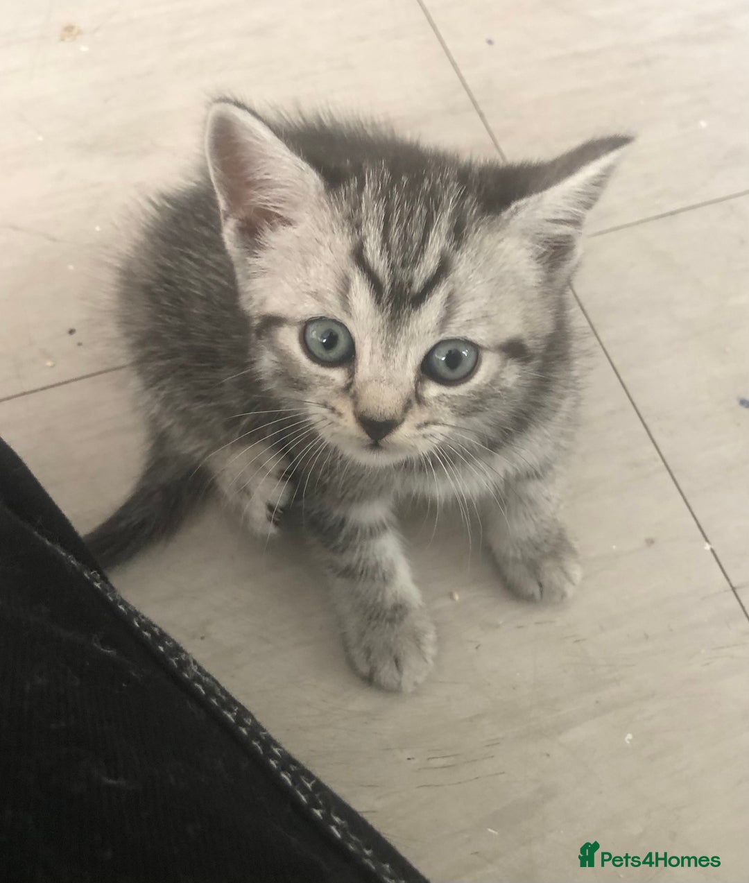 Scottish Fold cats for sale: STUNNING KITTENS FOR SALE! - Image 15