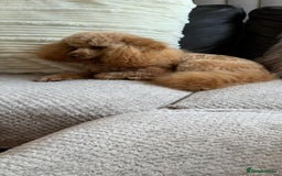 Toy Poodle dogs for stud: For Stud £175 in Leeds - Image 7