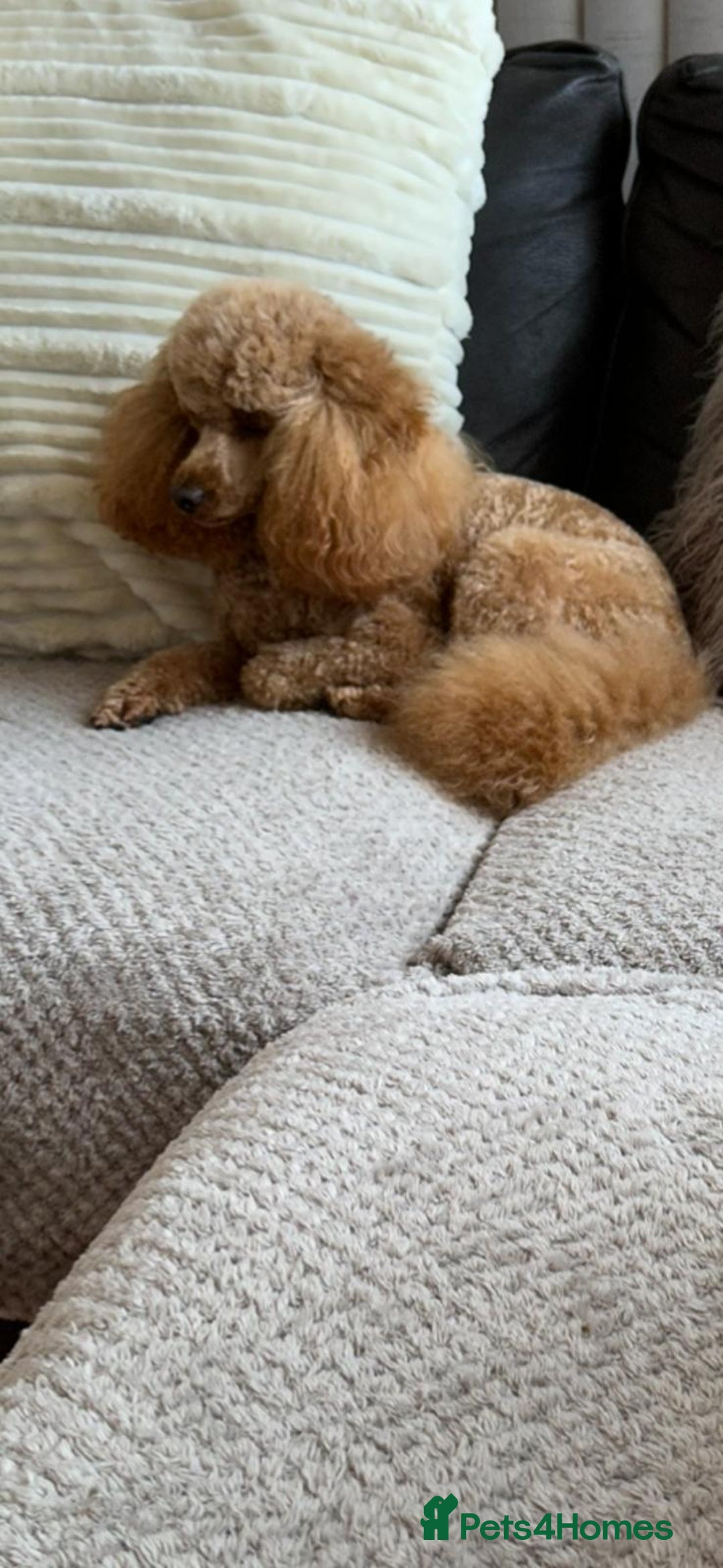 Toy Poodle dogs for stud: For Stud £175 in Leeds - Image 7