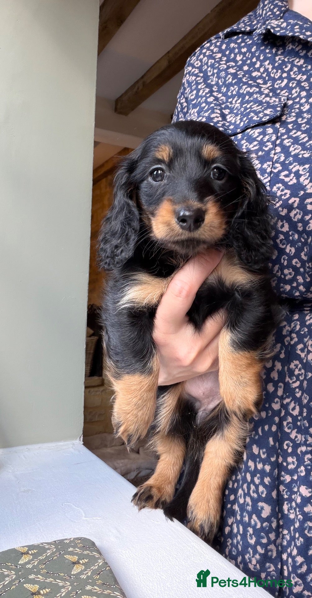 Miniature Dachshund dogs KC Long Haired Miniature Dachshund Puppies - Advert 9