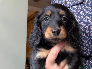 Miniature Dachshund dogs KC Long Haired Miniature Dachshund Puppies - Advert 9