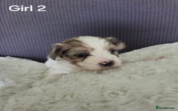 Mixed Breed dogs for sale: Shorkie x Morkie  - Image 13