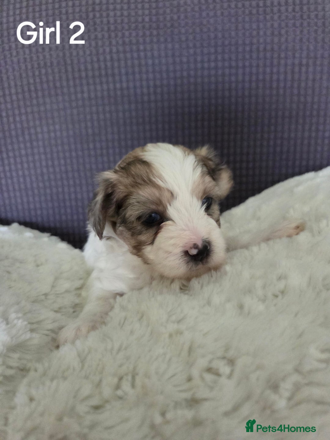 Mixed Breed dogs for sale: Shorkie x Morkie  - Image 13