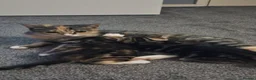 Mixed Breed cats for sale: 2 kittens available  - Advert 7