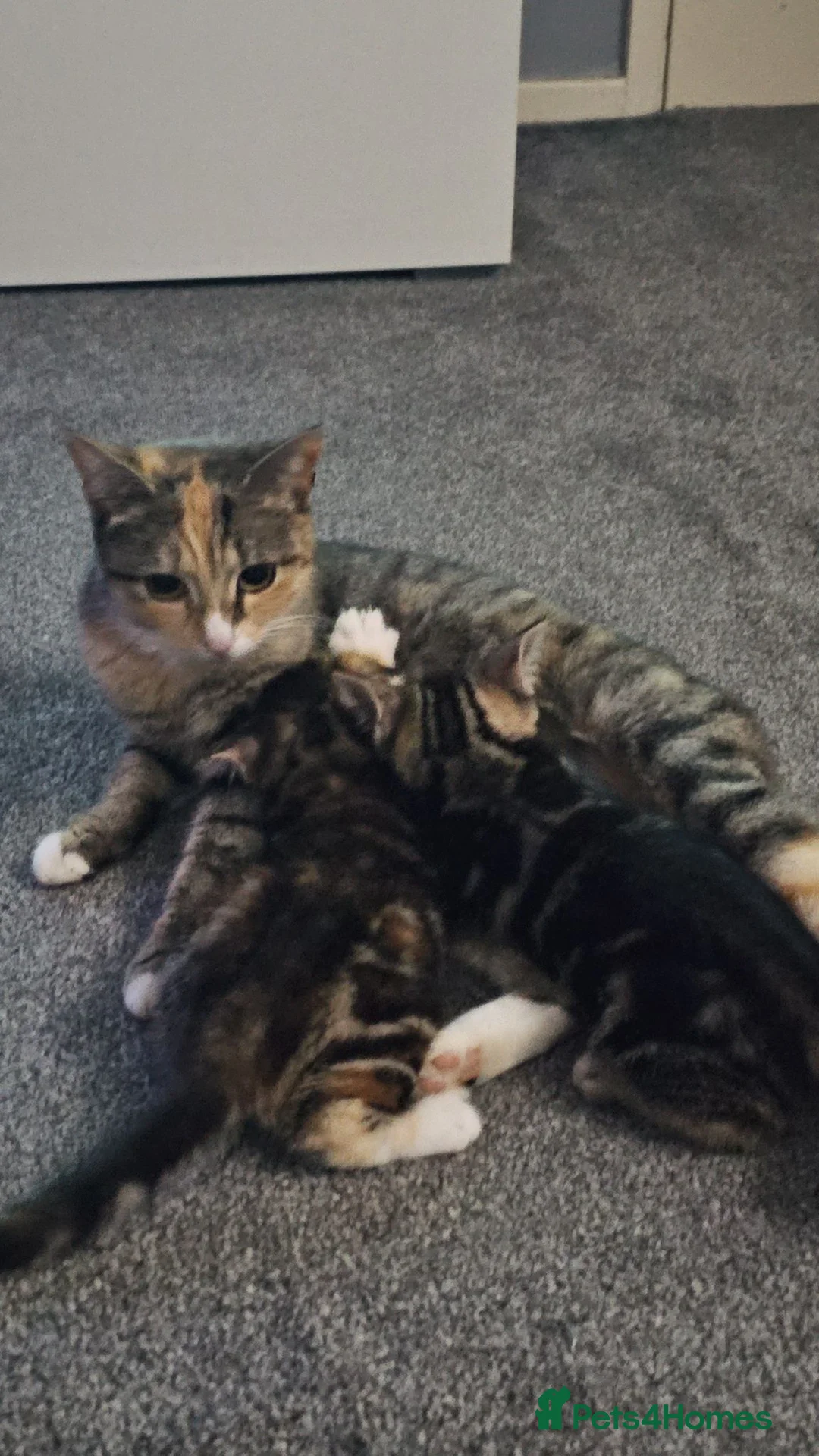 Mixed Breed cats for sale: 2 kittens available  - Advert 7