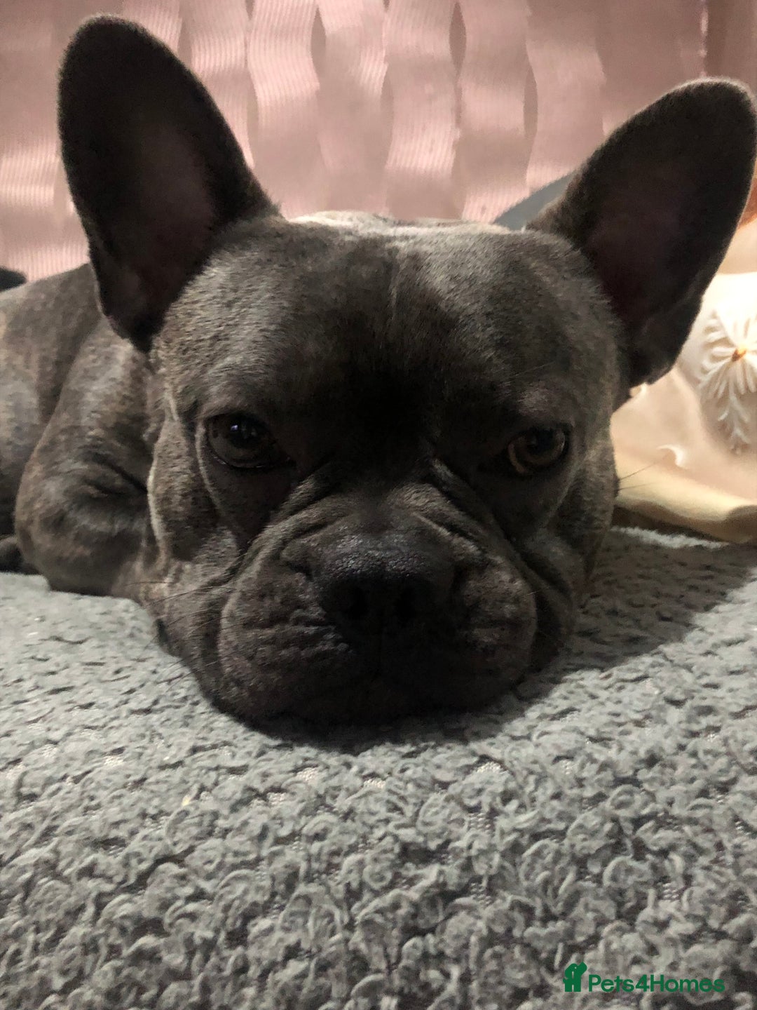 French Bulldog dogs for sale: 2 year old male French bulldog - Advert 2