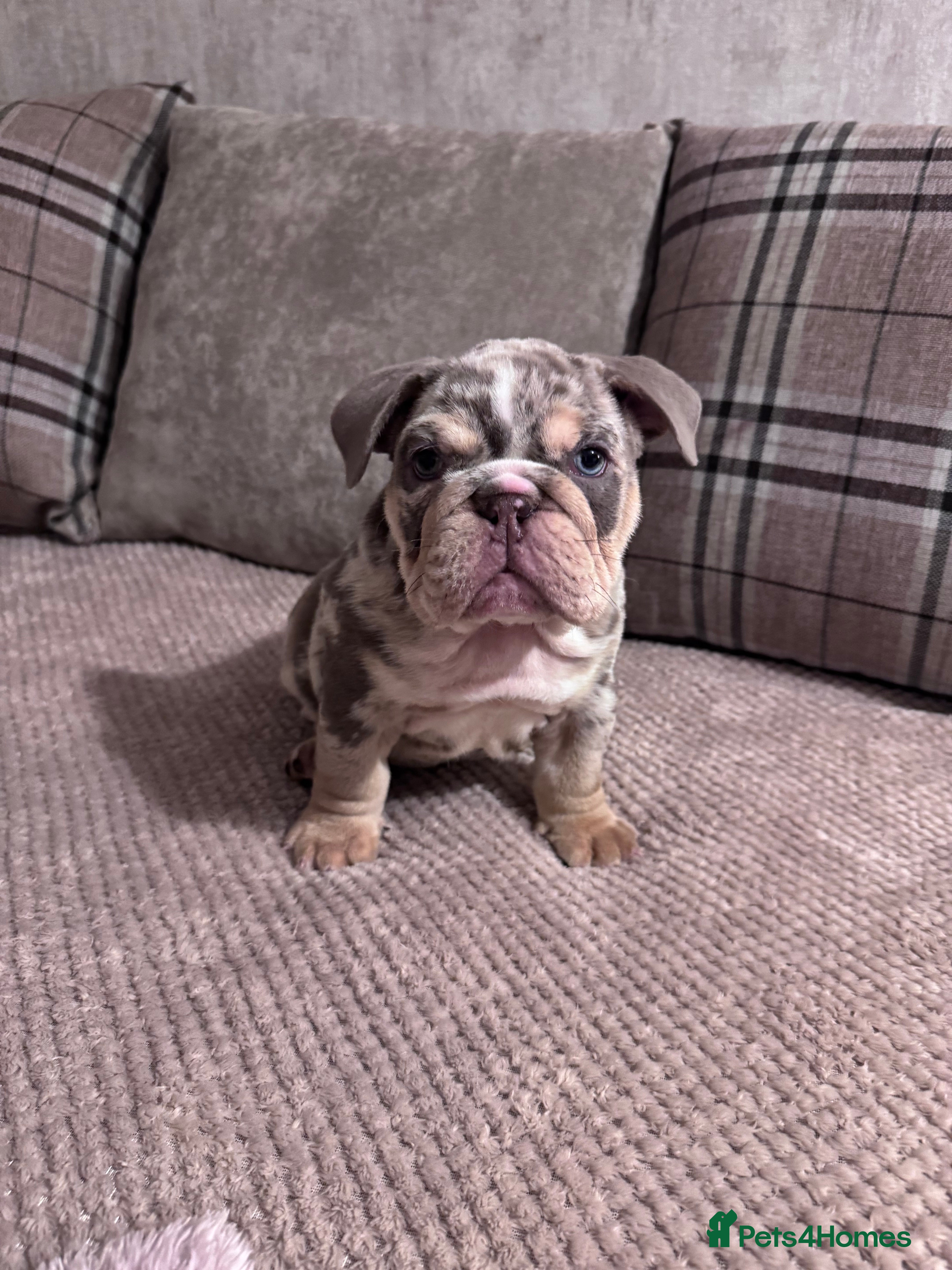 English Bulldog dogs English Bulldogs ready for new homes - Advert 13