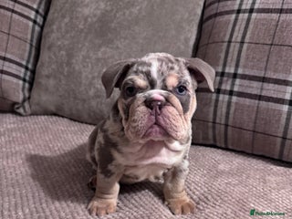 English Bulldog dogs English Bulldogs ready for new homes - Advert 13