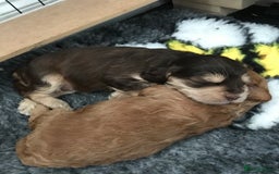 Cockapoo dogs for sale: 4 Beautiful female cockerpoos  - Image 28