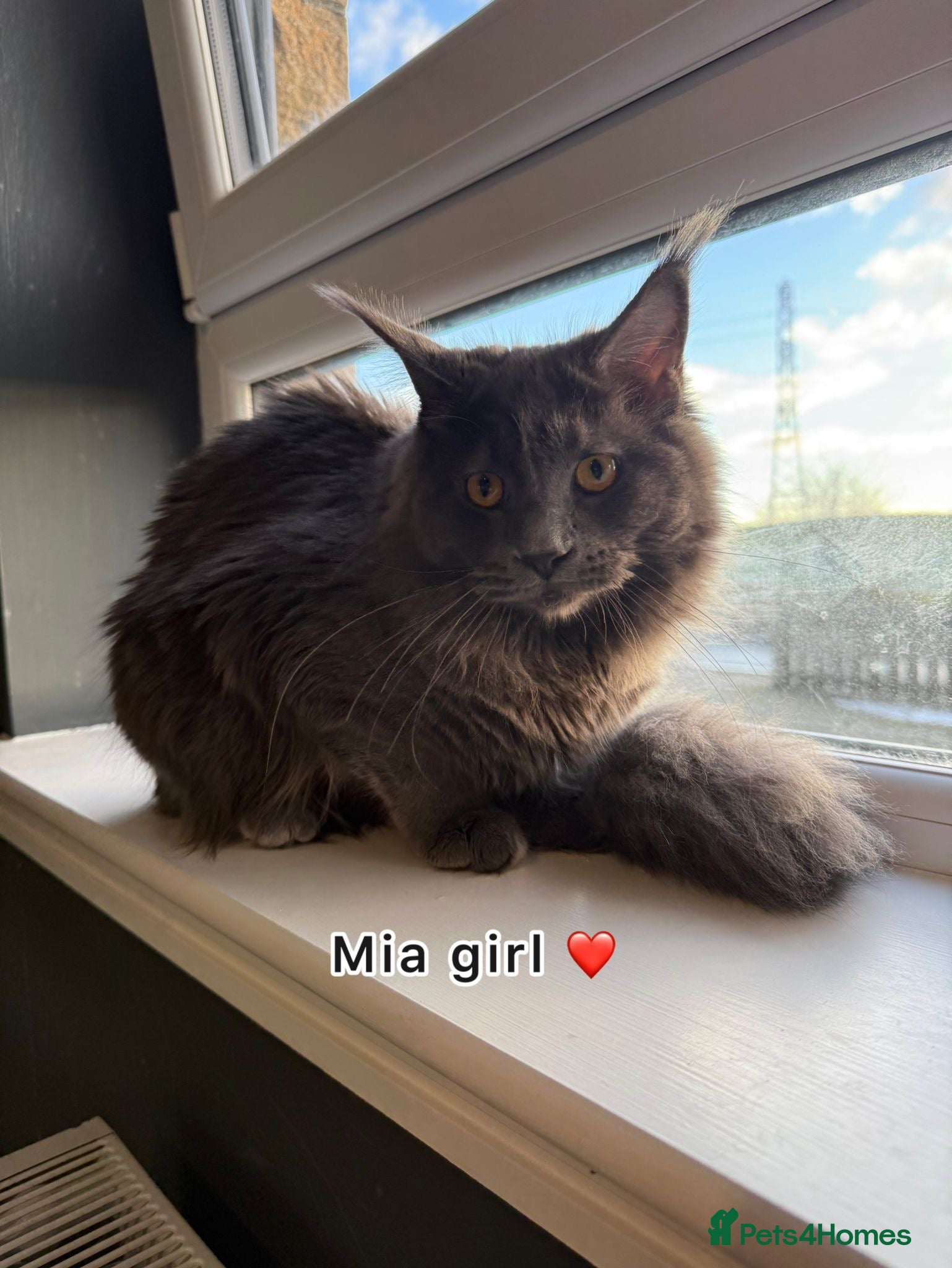 Maine Coon cats Gorgeous female Maincoon  - Advert 5