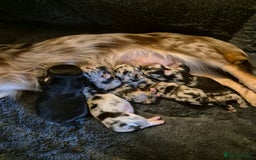 Chihuahua dogs for sale: Chihuahua Females - Merle - Image 15