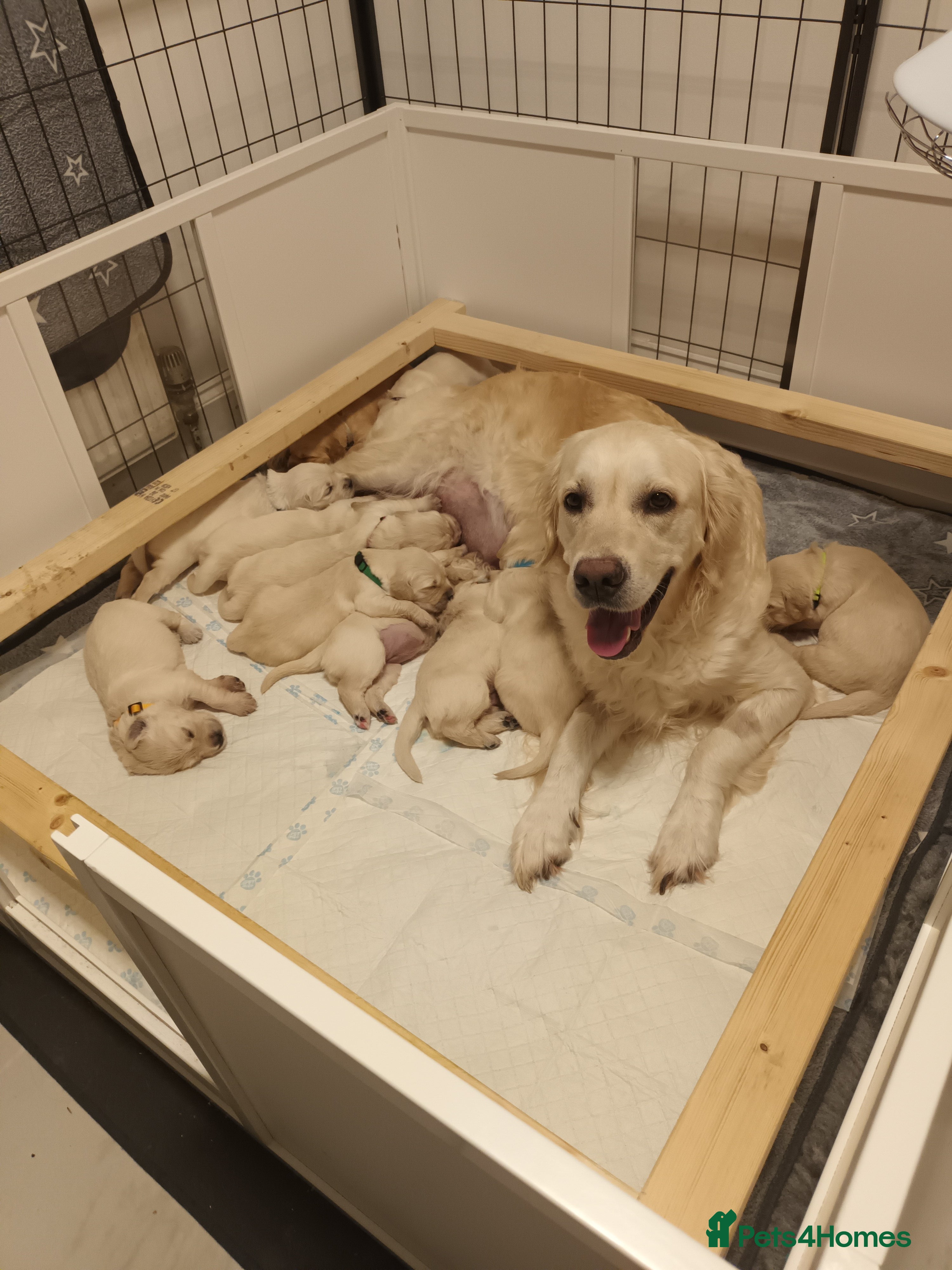 Golden Retriever dogs Kc registered Golden Retriever puppies  in Plymouth - Advert 6