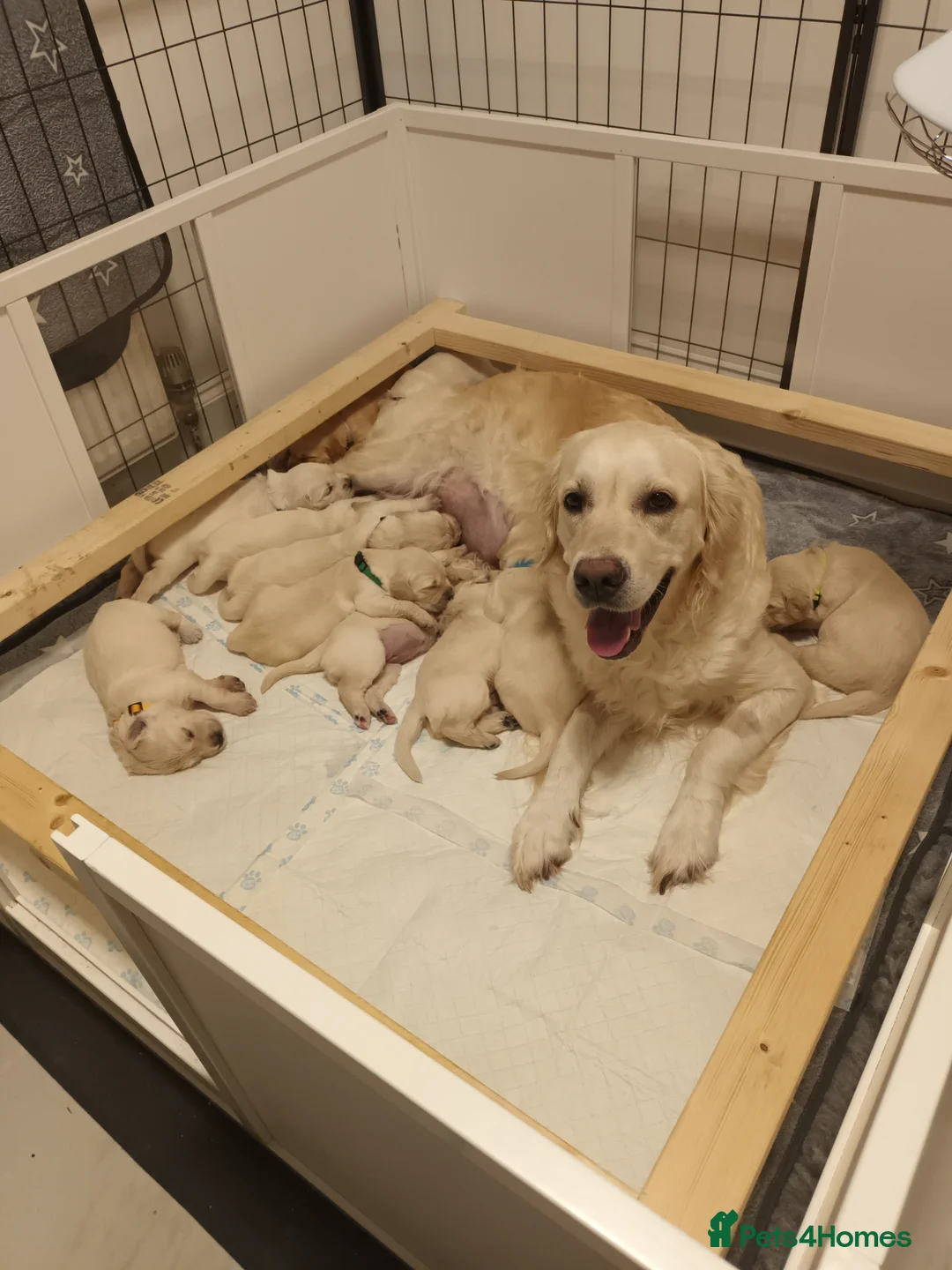 Golden Retriever dogs for sale: Kc registered Golden Retriever puppies  in Plymouth - Advert 1