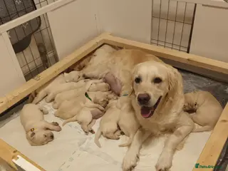 Golden Retriever dogs Kc registered Golden Retriever puppies in Plymouth - Advert 6