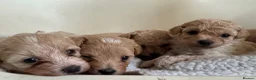 Maltipoo dogs for sale: Exceptional litter of F1 Maltipoo puppies - Advert 29