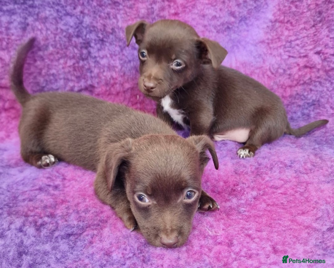 Jack Russell dogs for sale: Miniature Jack Russel’s - Image 19