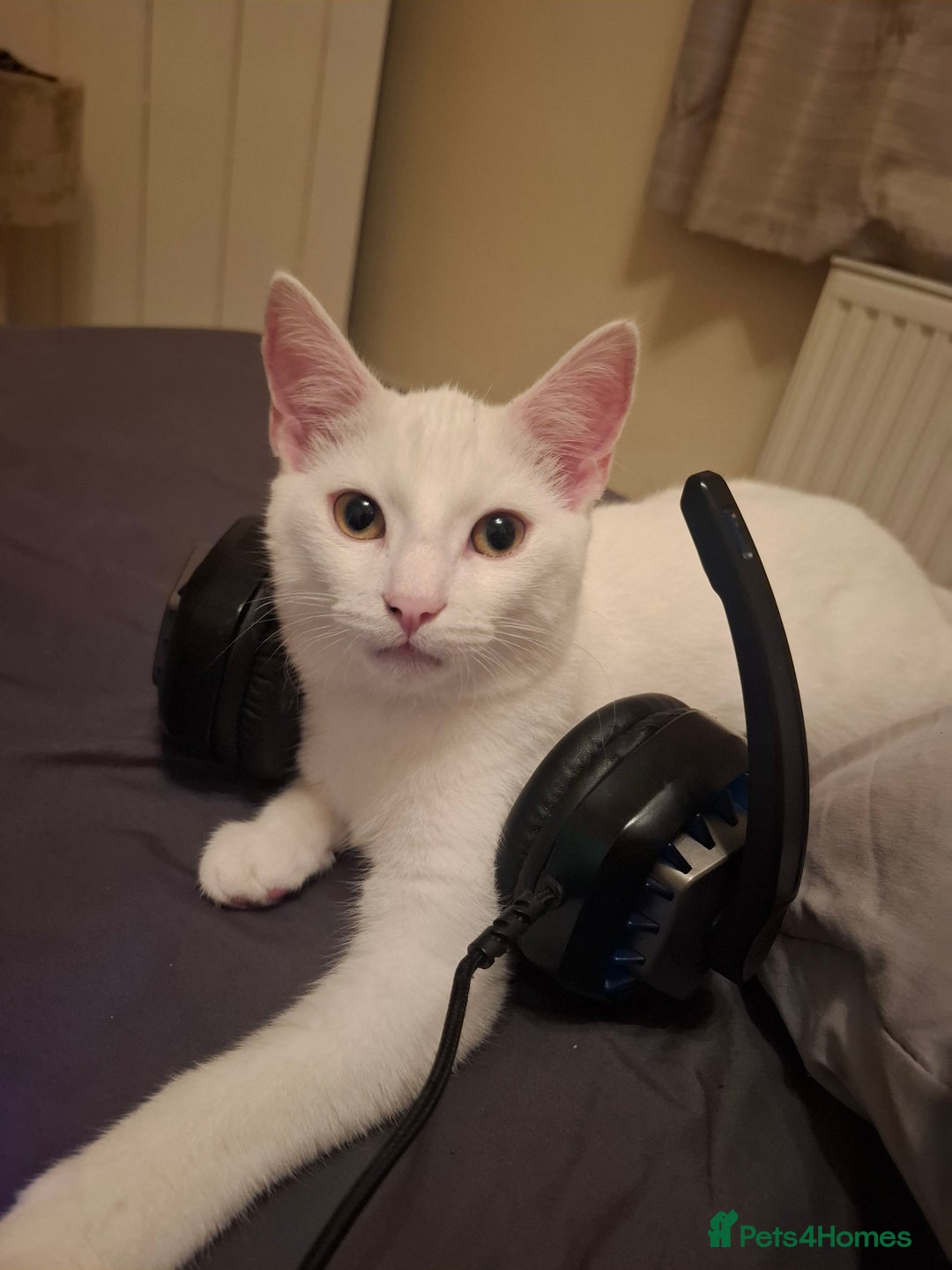 Devon Rex cats for sale: Luna  - Image 7