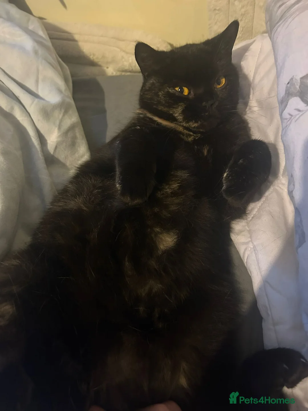 British Shorthair cats for sale: Beautiful unusual Pure British shorthair kittens - Advert 7