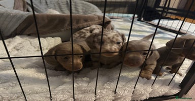 Miniature Dachshund dogs - Advert 12