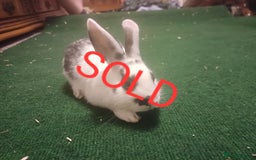 Lionhead rabbits for sale: LAST 1 LEFT!! 4 Cute Baby Lion X Mini Lop Rabbits - Image 4