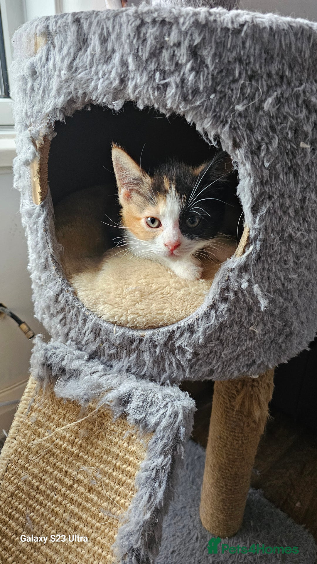 Mixed Breed cats for sale: Few lovely kittens ready for new lovely homes ! - Image 16