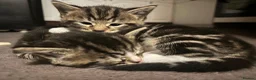 Mixed Breed cats for sale: Beautiful & Bonnie Boys & Mumma - Advert 11