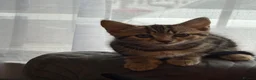 Mixed Breed cats for sale: Kittens for Sale in Barnsley - Advert 5