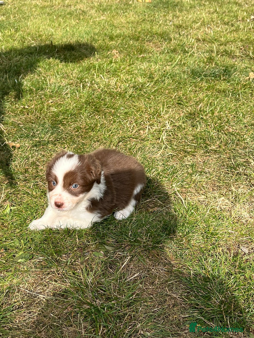 Border Collie dogs for sale: Kennel Club Border Collie Puppies For Sale - Image 19