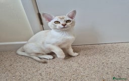 Burmilla cats for sale: Chocolate Silver Shaded Male Burmilla Kitten  - Image 2