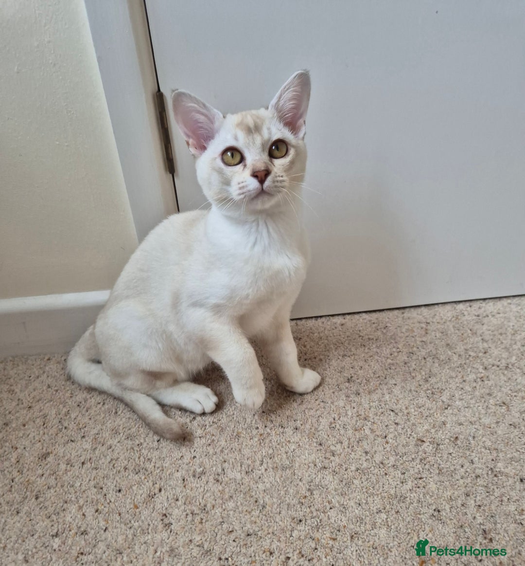 Burmilla cats for sale: Chocolate Silver Shaded Male Burmilla Kitten  - Image 2