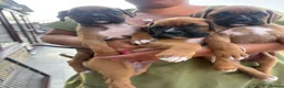 Boxer dogs for sale: Boxer puppies - Advert 5