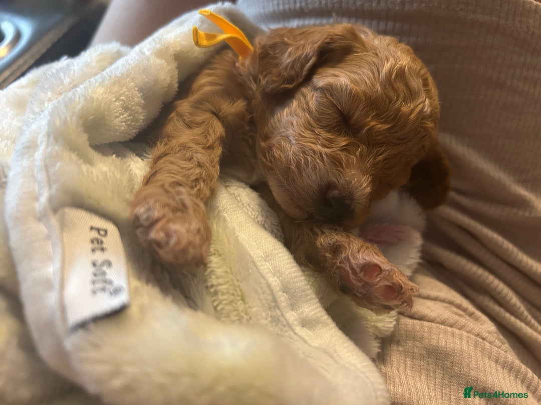 Cavapoo dogs for sale: F1BB cavapoo puppies  - Image 10