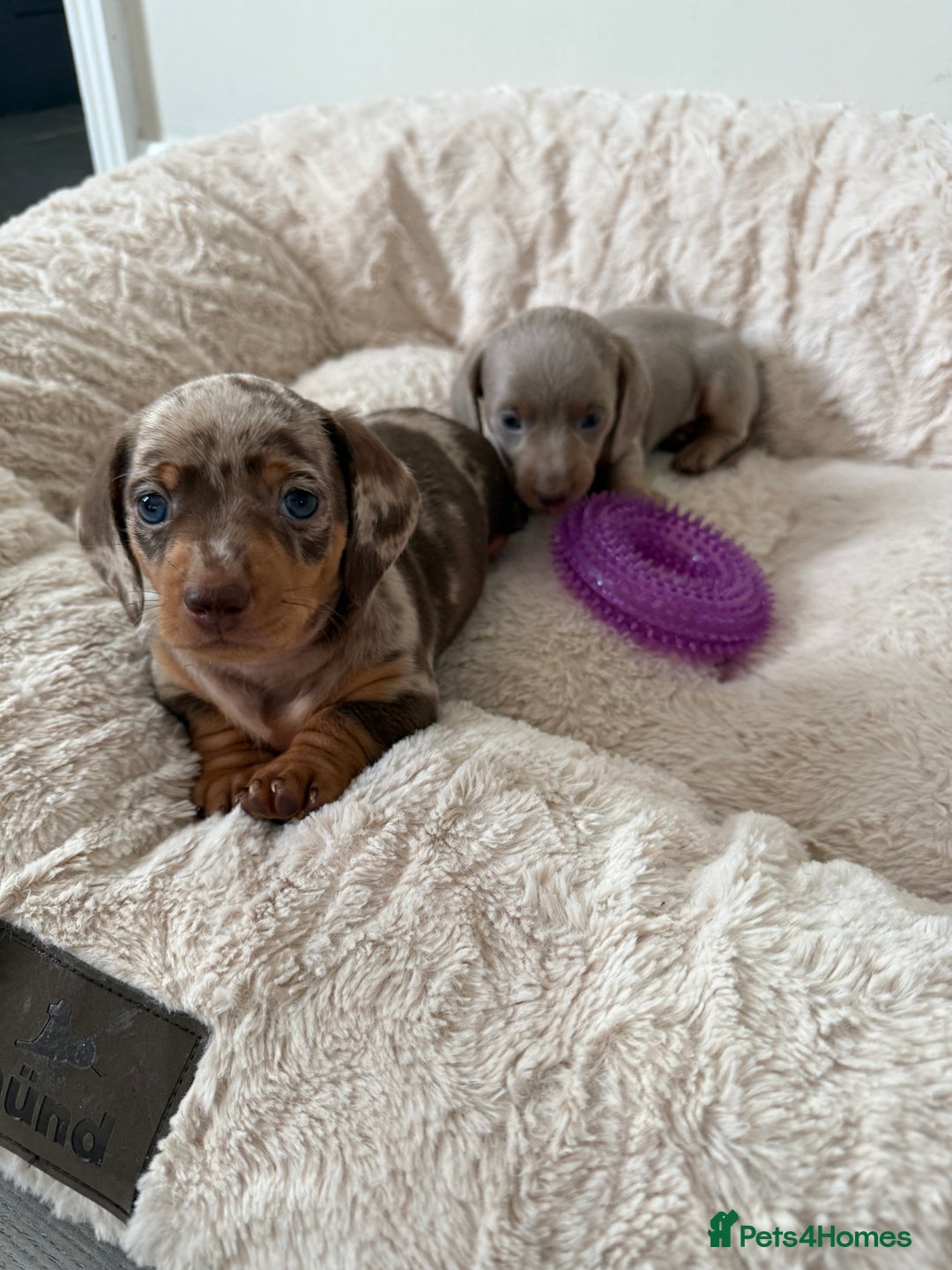 Dachshund dogs for sale: 5* DACHSHUND PUPPIES  - Advert 2
