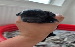 Cocker Spaniel dogs for sale: Cocker Spaniel pups - Image 3