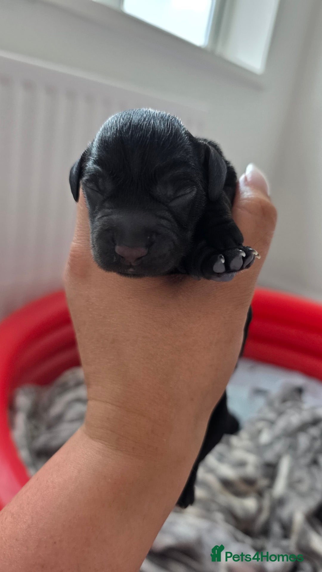 Cocker Spaniel dogs for sale: Cocker Spaniel pups - Image 3